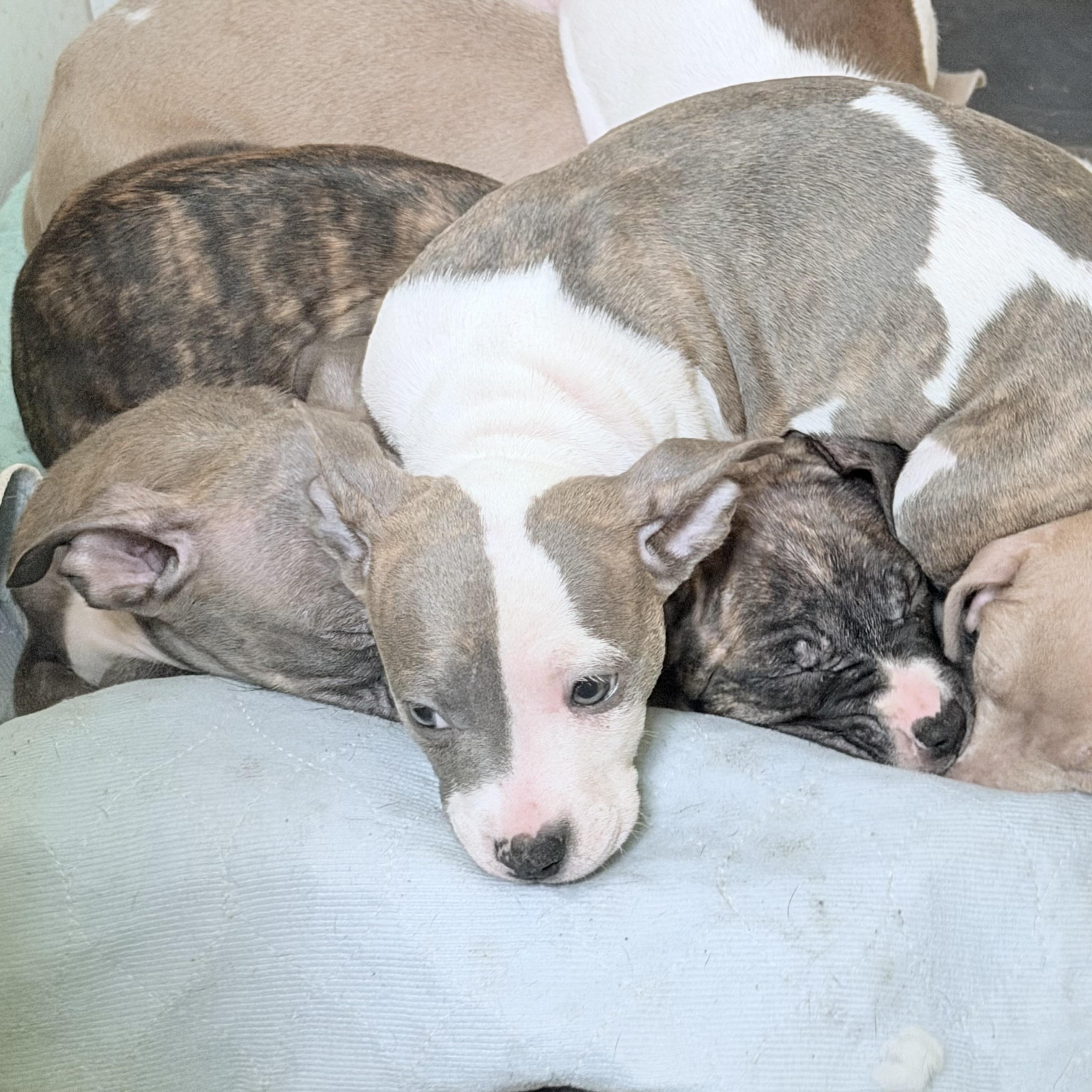 Enlarge Ella, an adopted mixed breed in Wilmington, IL image 2/3