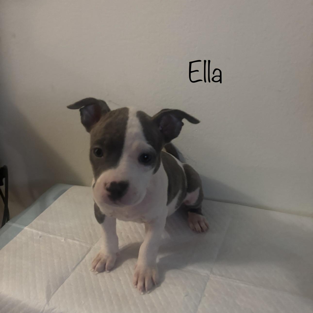 Enlarge Ella, an adopted mixed breed in Wilmington, IL image 1/3