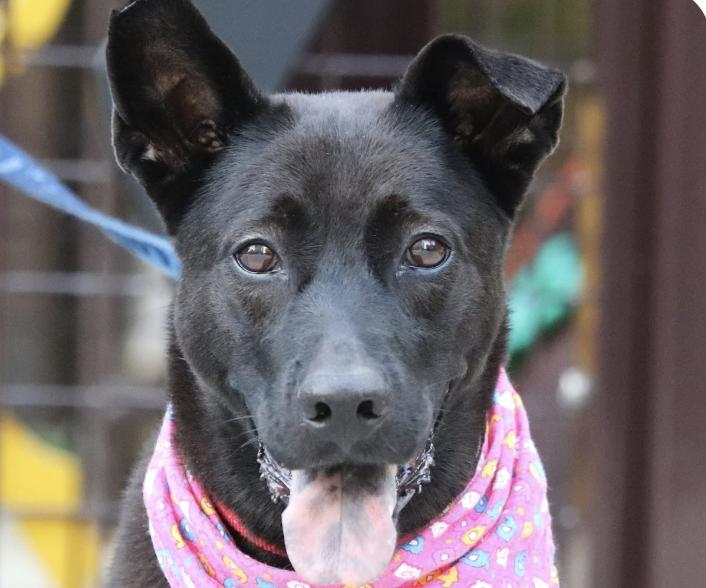 Enlarge Jinny, a Adoptable mixed breed in San Francisco, CA image 1/1