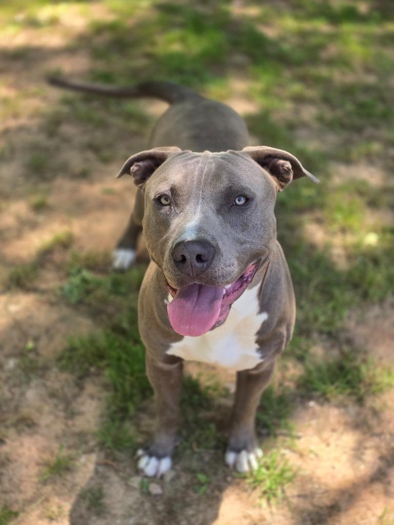 Backpack, Adoptable, Puppy Male Pit Bull Terrier.