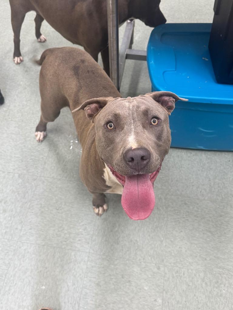 Enlarge Backpack, a Adoptable Pit Bull Terrier in Danielsville, GA image 2/3