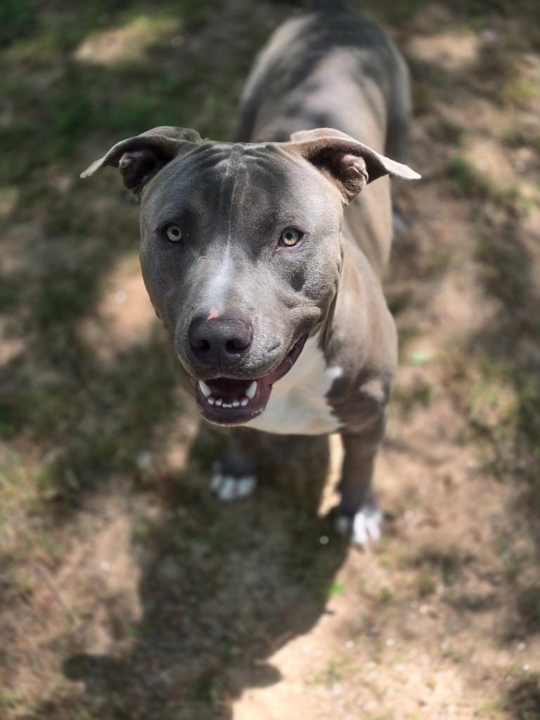 Enlarge Backpack, a Adoptable Pit Bull Terrier in Danielsville, GA image 3/3
