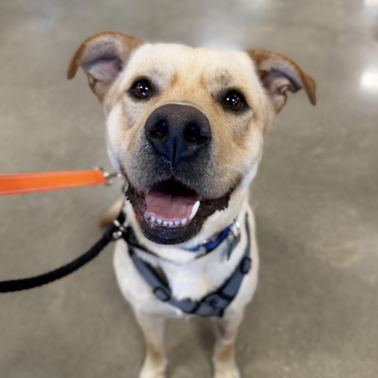 Teo, ADOPTABLE, Adult Male Labrador Retriever.