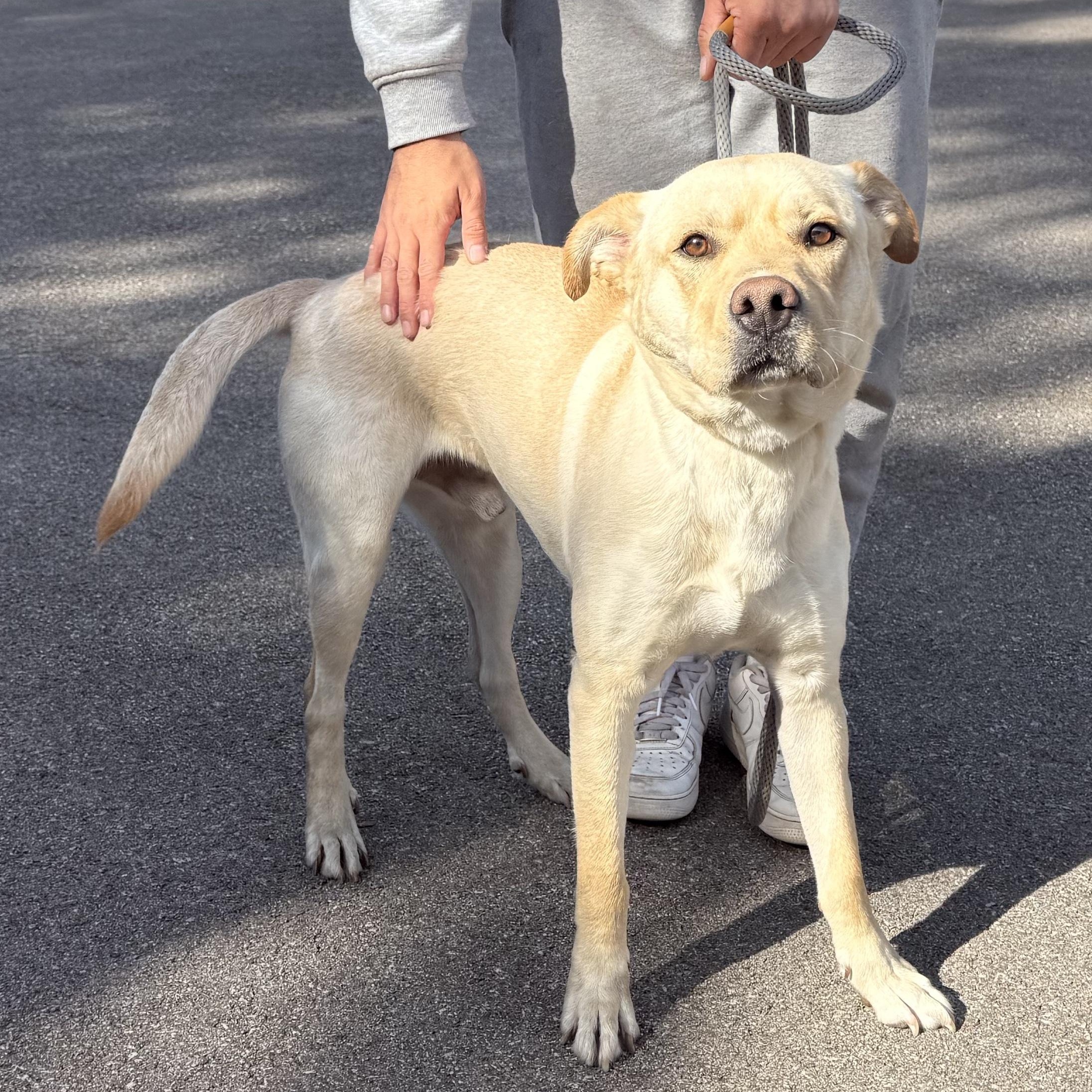 Enlarge Teo, a ADOPTABLE mixed breed in Naperville, IL image 5/6