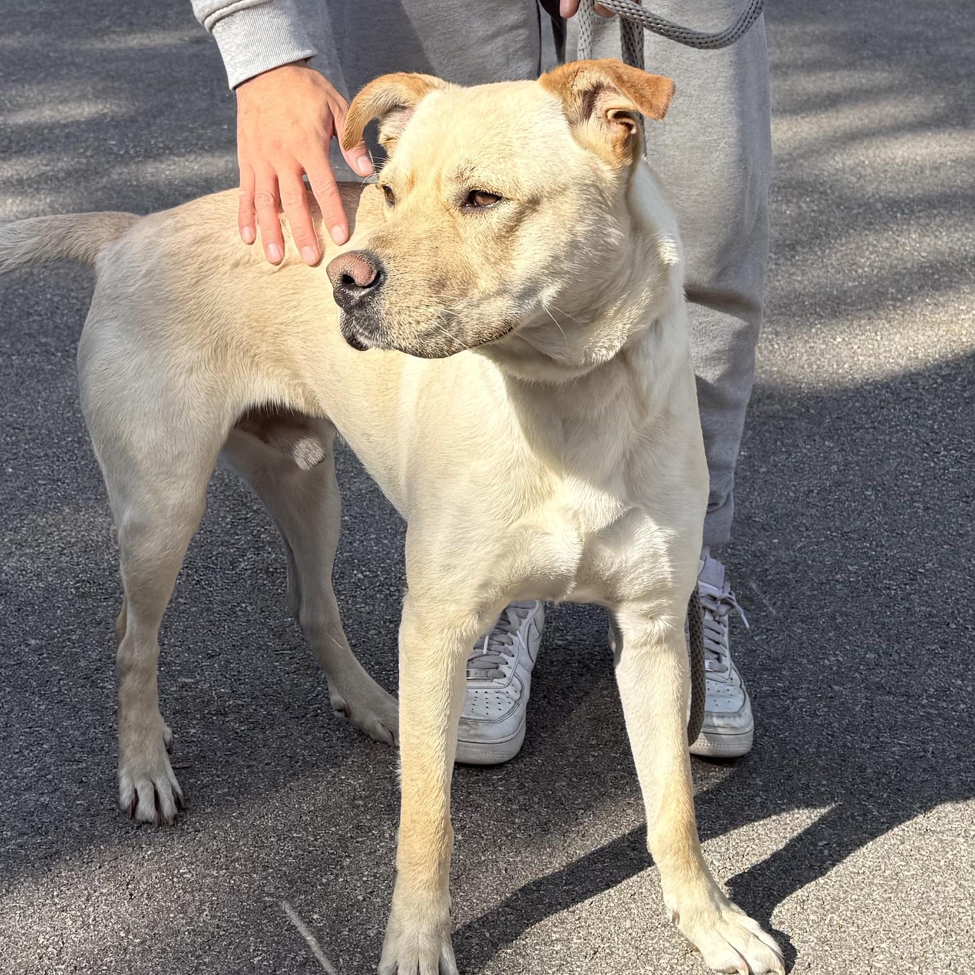 Enlarge Teo, a ADOPTABLE mixed breed in Naperville, IL image 6/6