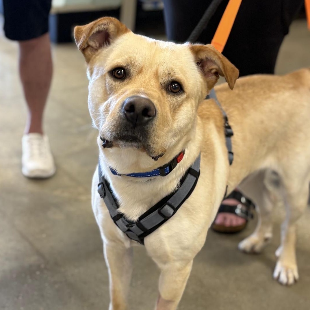 Enlarge Teo, a ADOPTABLE mixed breed in Naperville, IL image 5/6