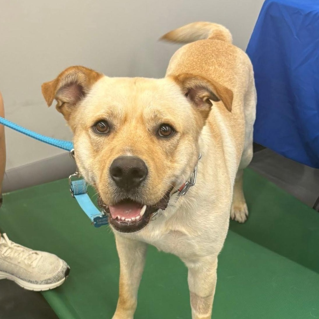 Enlarge Teo, a ADOPTABLE mixed breed in Naperville, IL image 6/6