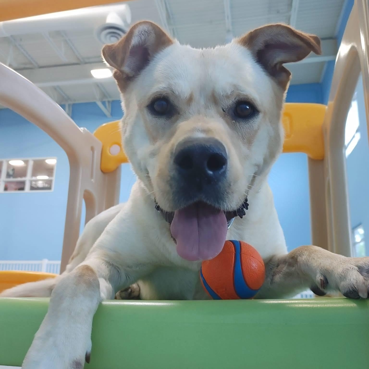 Enlarge Teo, a ADOPTABLE mixed breed in Naperville, IL image 1/6