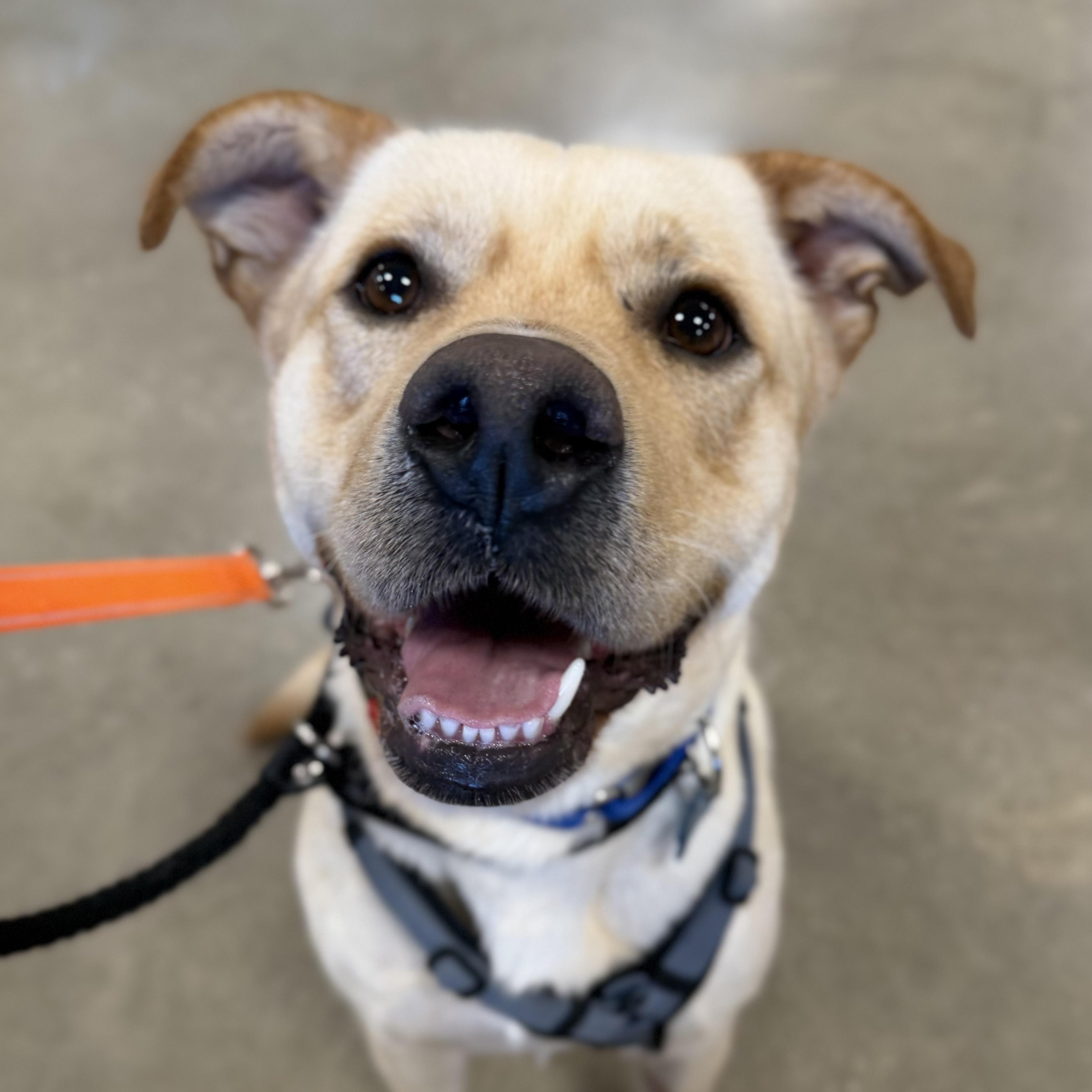 Enlarge Teo, a ADOPTABLE mixed breed in Naperville, IL image 2/6