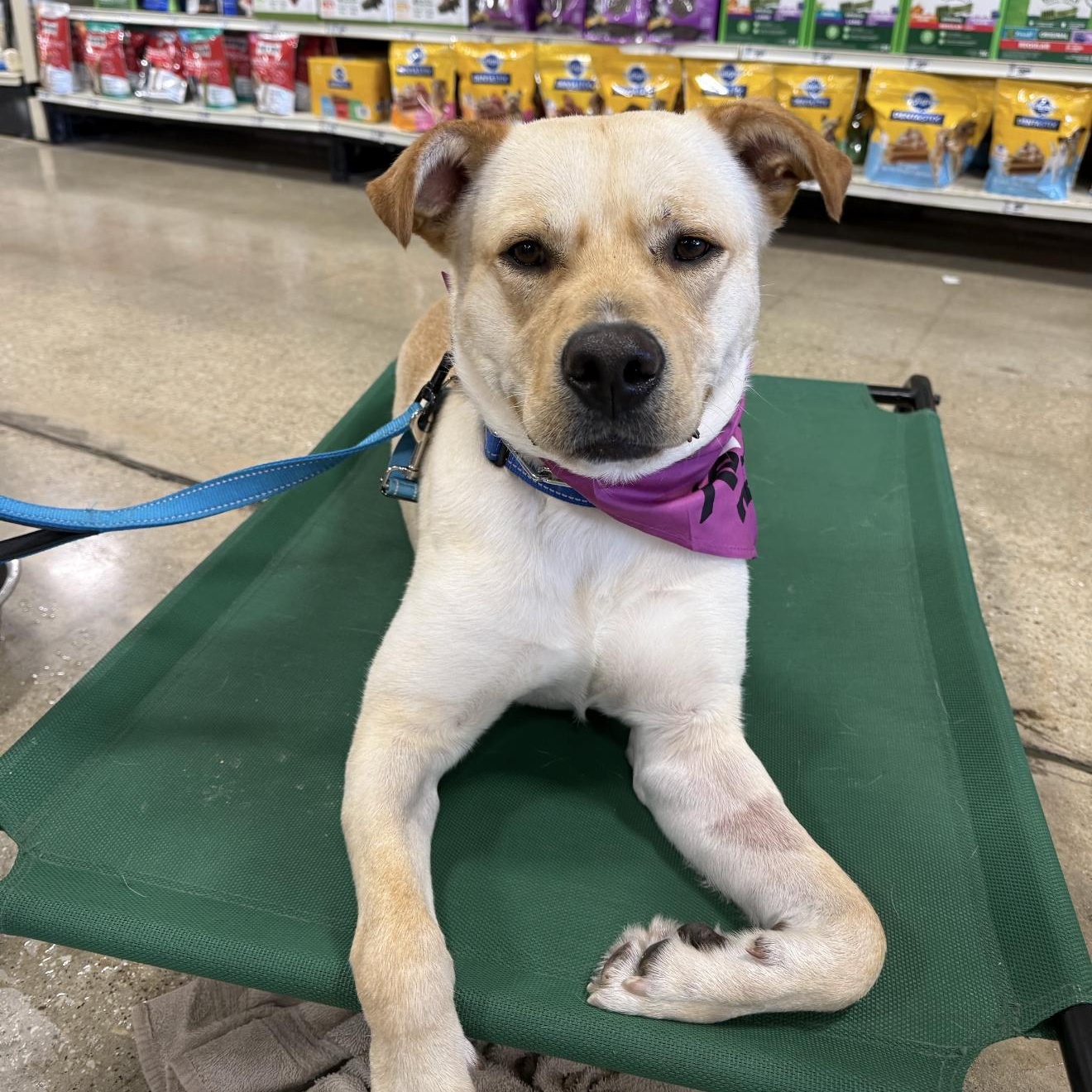 Enlarge Teo, a ADOPTABLE mixed breed in Naperville, IL image 4/6