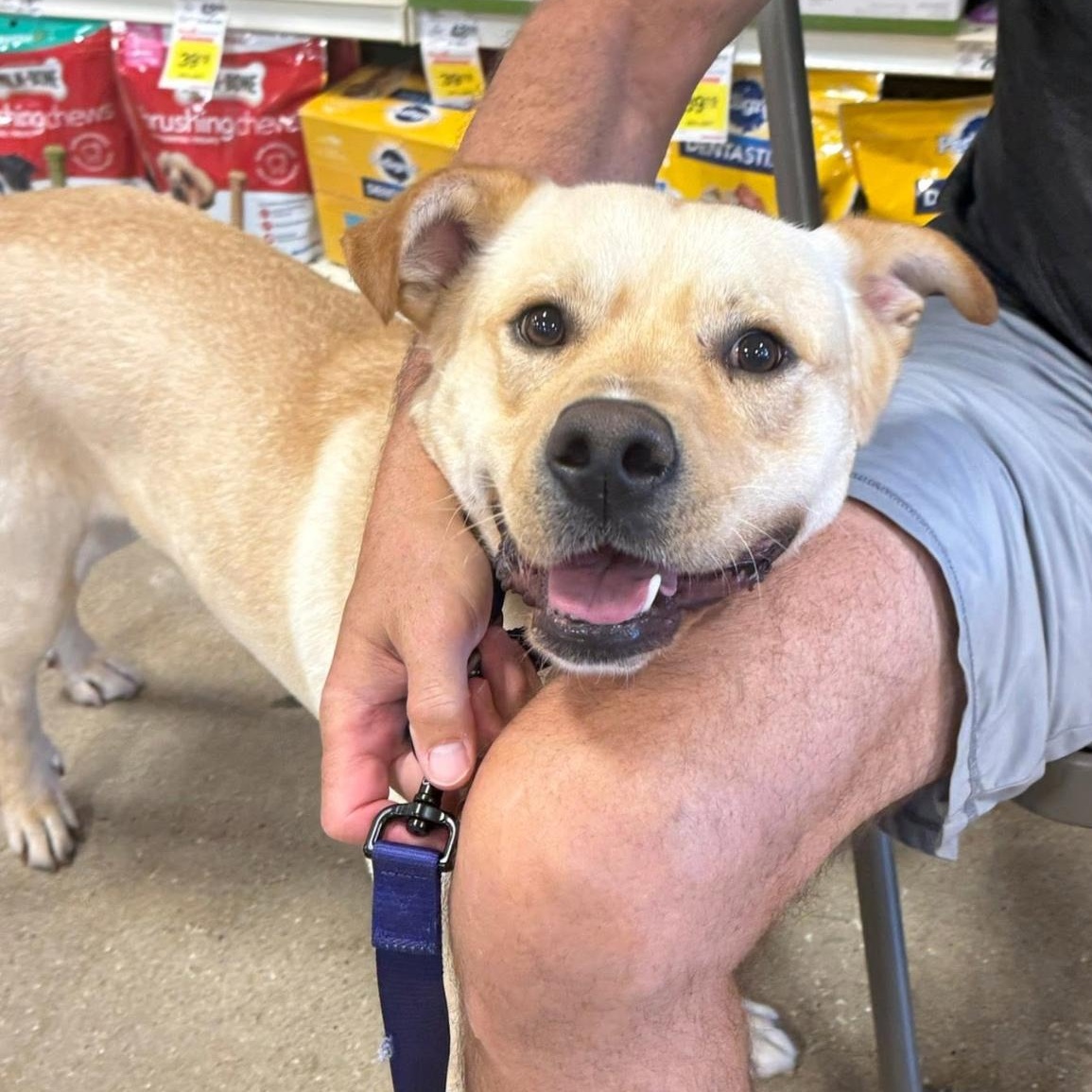 Enlarge Teo, a ADOPTABLE mixed breed in Naperville, IL image 3/6