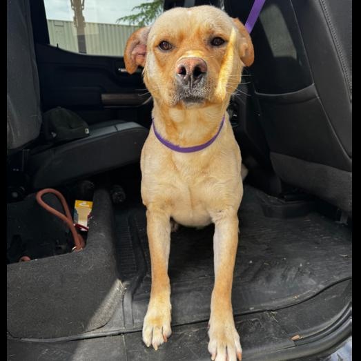 Enlarge Teo, a ADOPTABLE mixed breed in Naperville, IL image 4/6