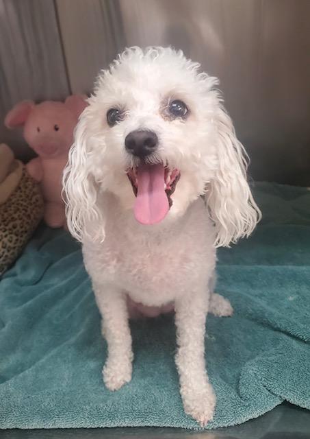 Enlarge Sienna, an adopted Miniature Poodle in Canoga Park, CA image 2/2