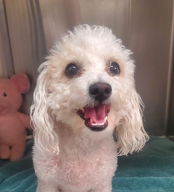 Sienna, adopted, Young Female Miniature Poodle.