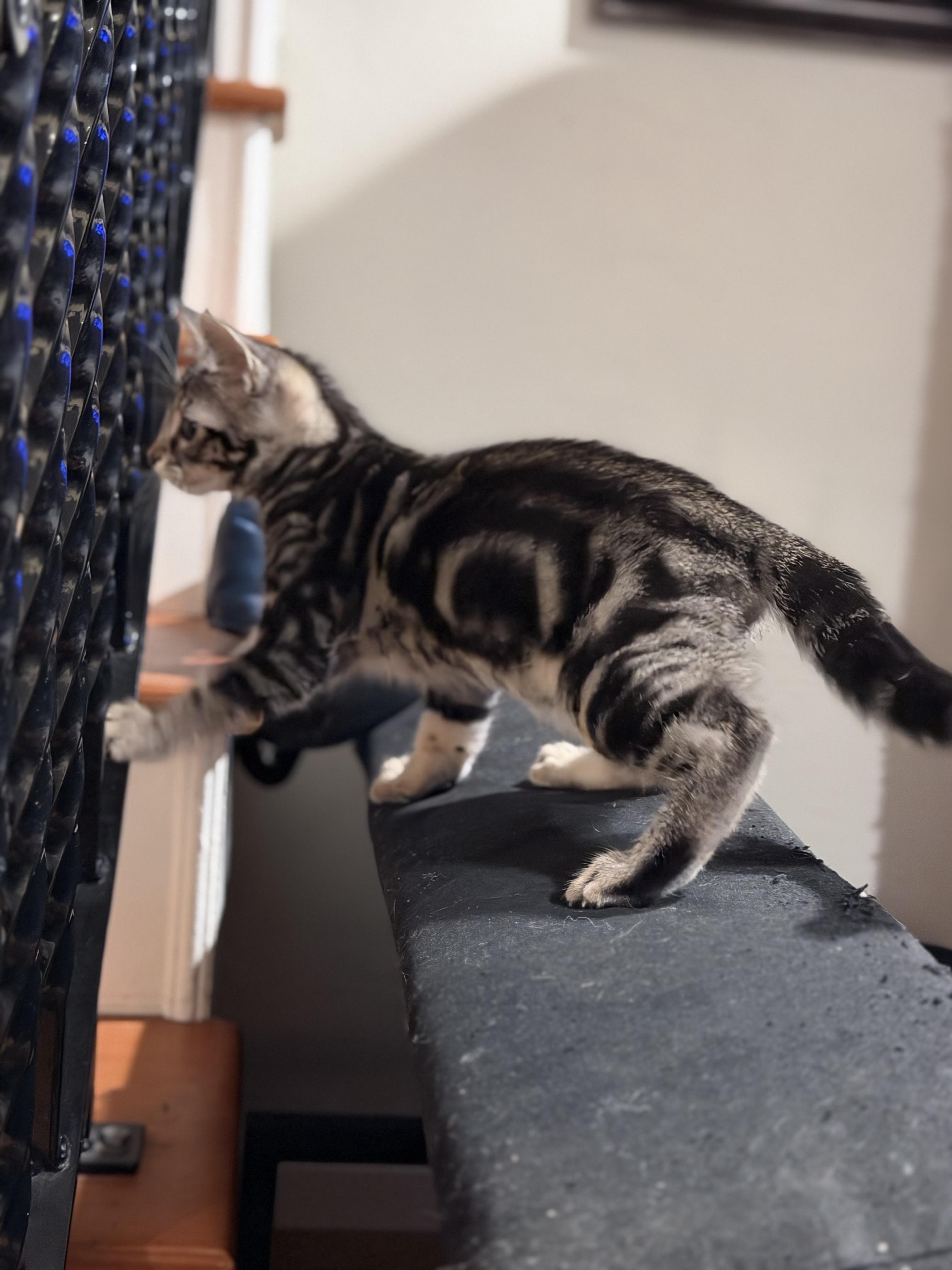 Enlarge Leo, a Adoptable Tabby in Brentwood, CA image 3/4