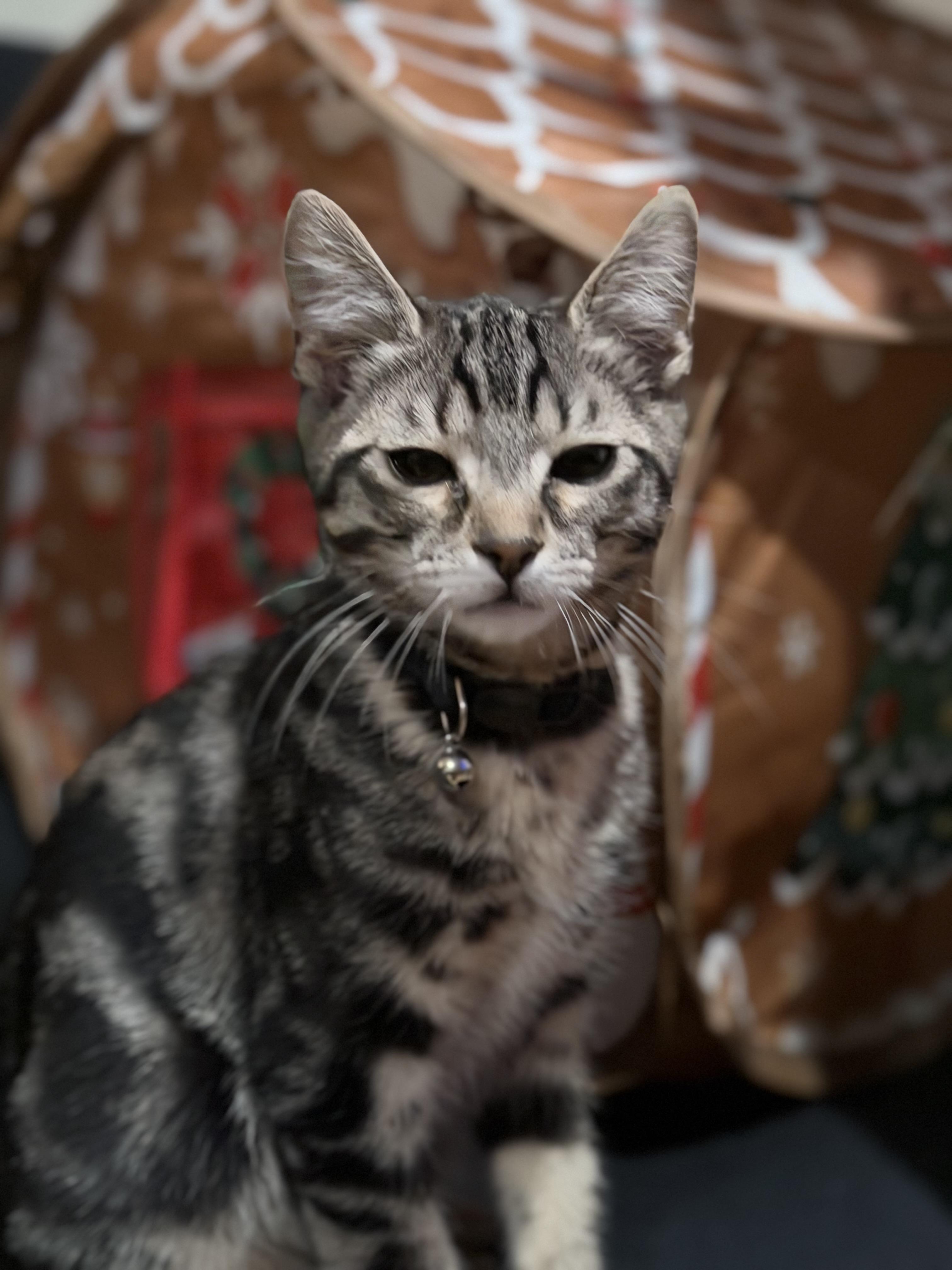 Enlarge Leo, a Adoptable Tabby in Brentwood, CA image 1/4