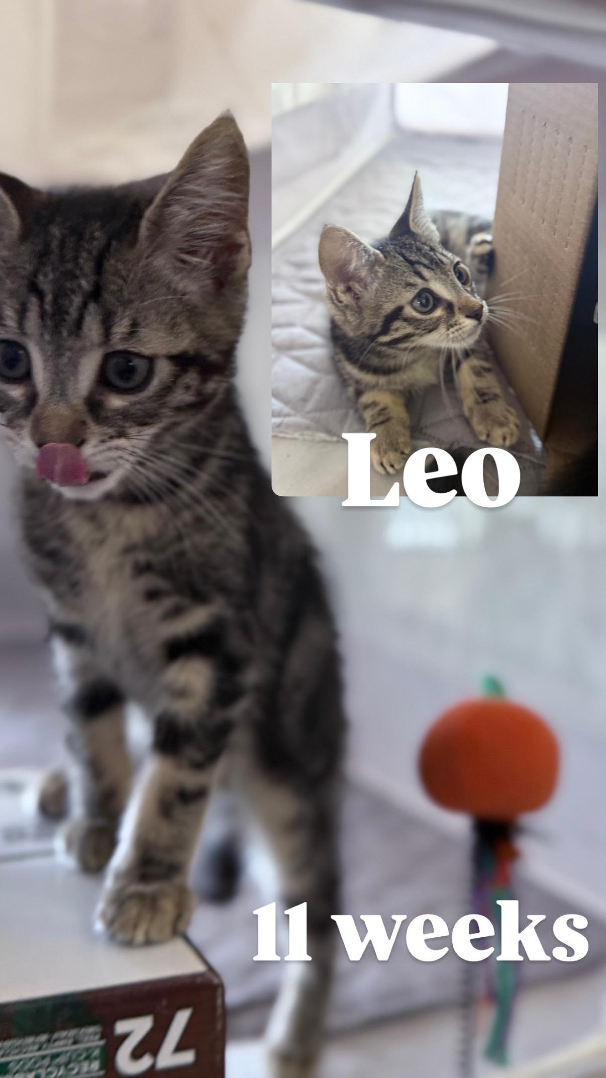 Enlarge Leo, a Adoptable Tabby in Brentwood, CA image 4/4