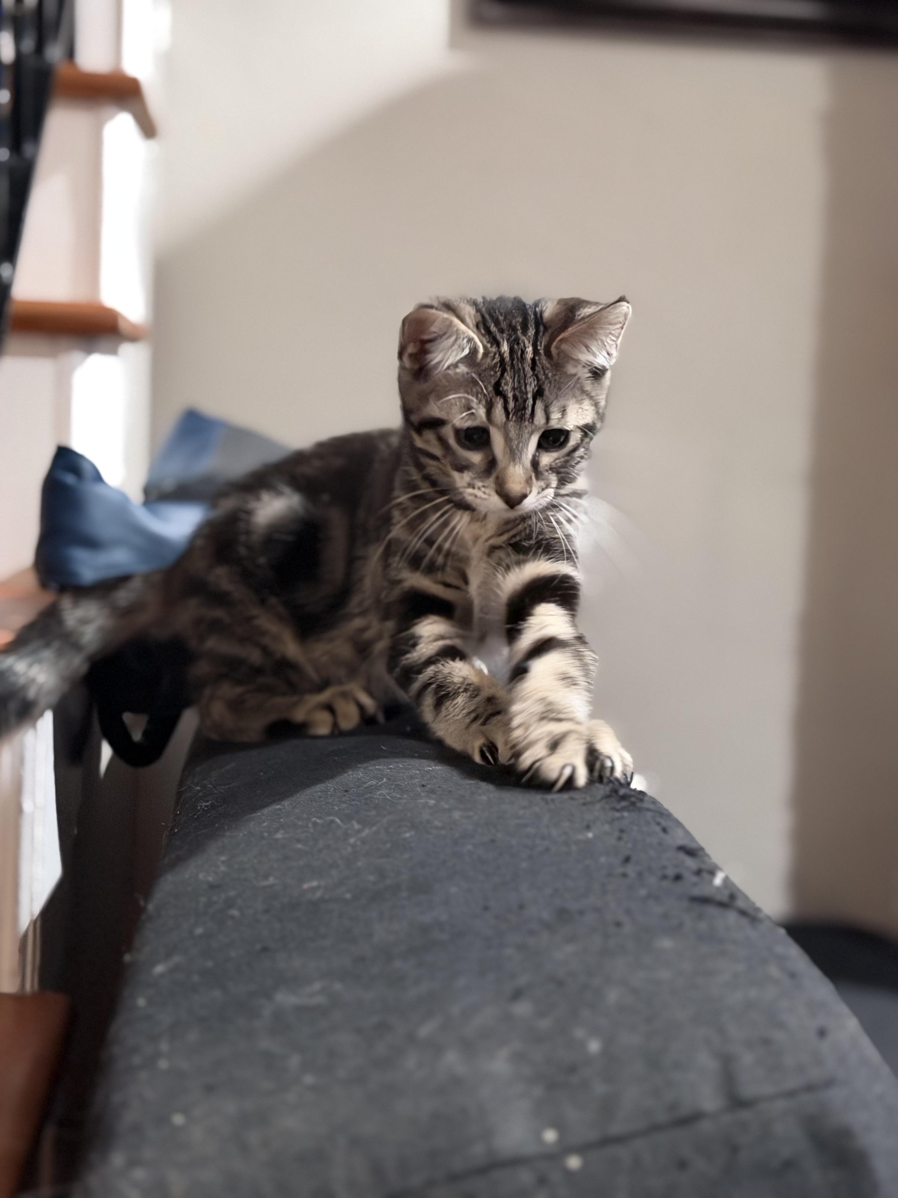 Enlarge Leo, a Adoptable Tabby in Brentwood, CA image 2/4