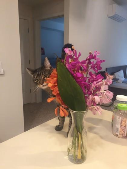 Tassie, Adoptable, Senior Female Domestic Short Hair & Domestic Short Hair.