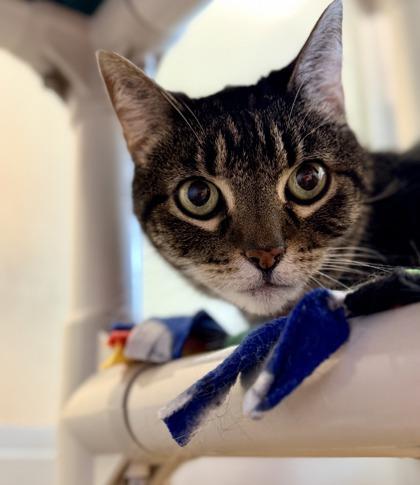 Tasslehoff, a Adoptable mixed breed in Bellevue, WA image 2/3
