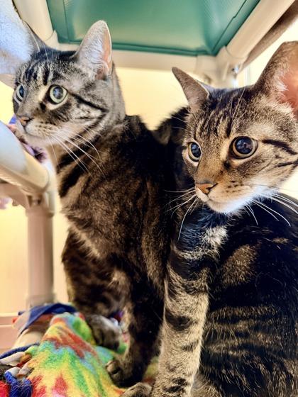 Enlarge Tassie, a Adoptable mixed breed in Bellevue, WA image 3/3
