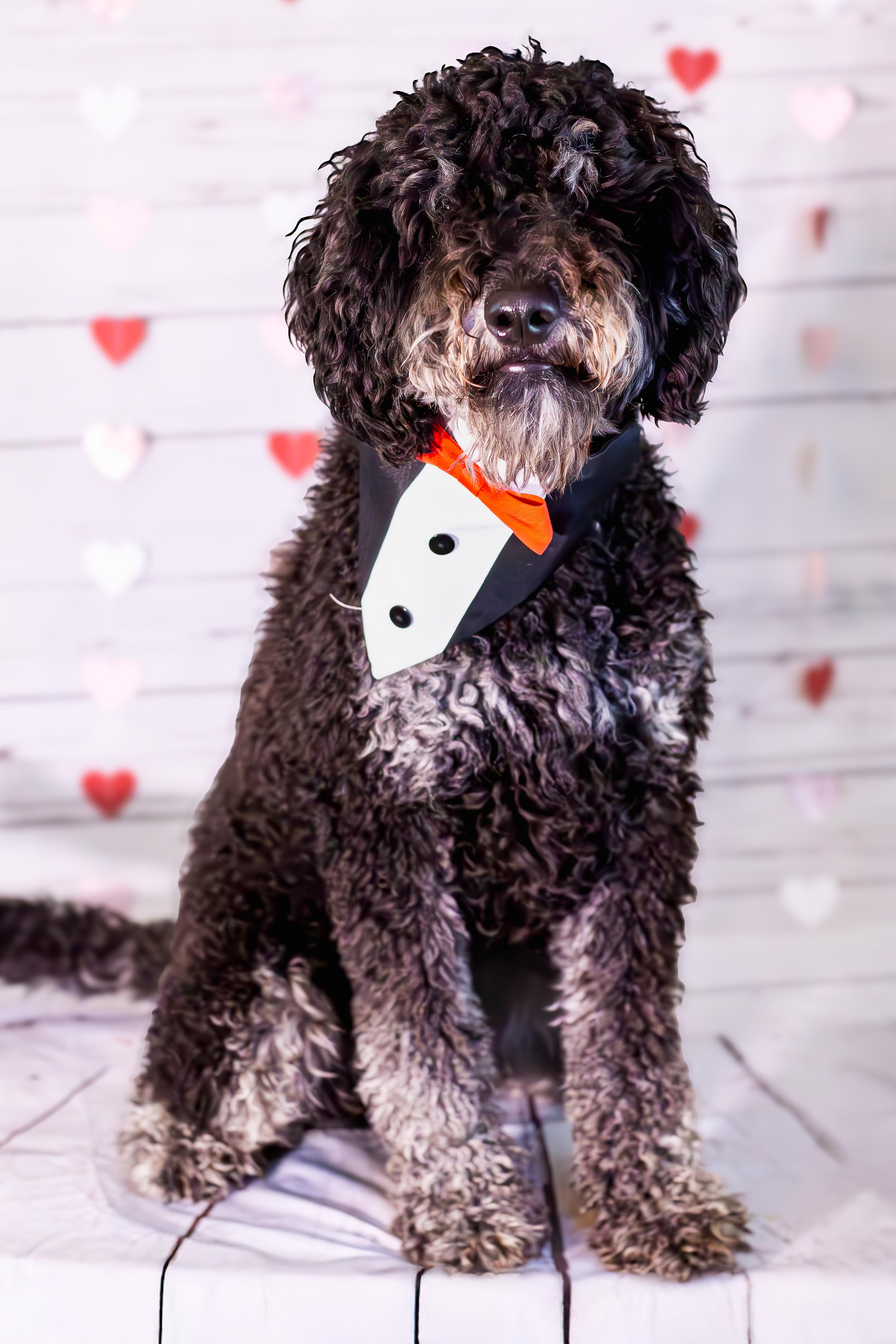 Titus , ADOPTABLE, Young Male Bernadoodle.
