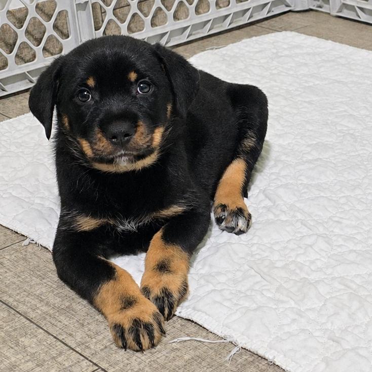 Becca, Adoptable, Puppy Female German Shepherd Dog & Mixed Breed.