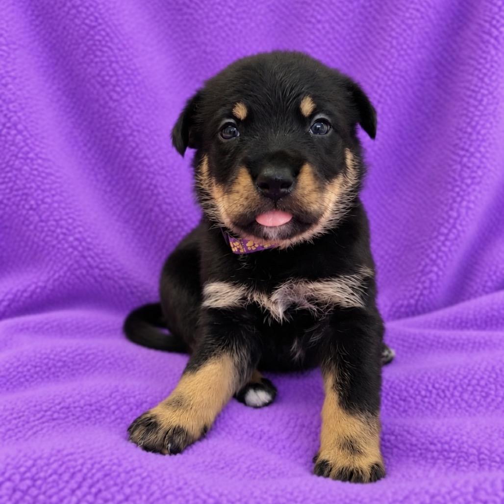 Enlarge Becca, a Adoptable mixed breed in St. Peters, MO image 2/6
