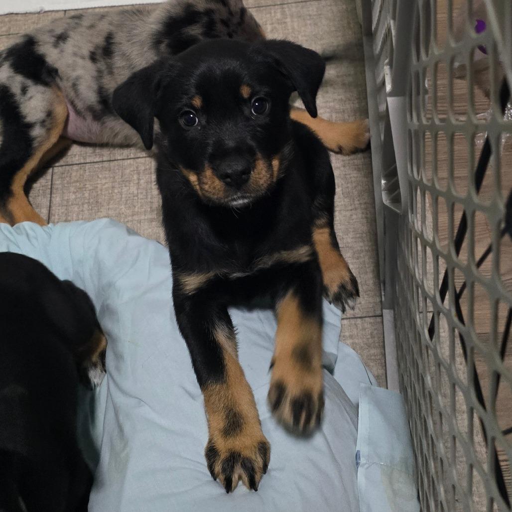 Enlarge Becca, a Adoptable mixed breed in St. Peters, MO image 3/6