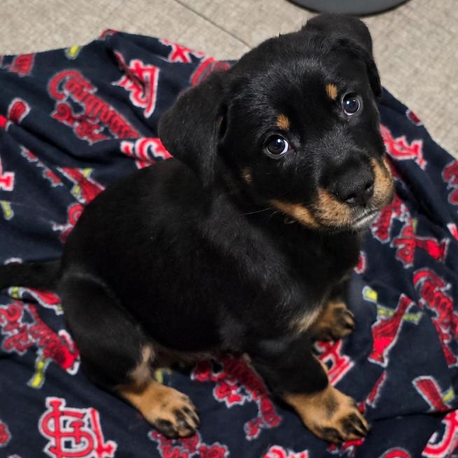 Enlarge Becca, a Adoptable mixed breed in St. Peters, MO image 4/6