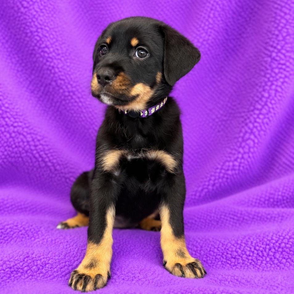 Enlarge Becca, a Adoptable mixed breed in St. Peters, MO image 5/6