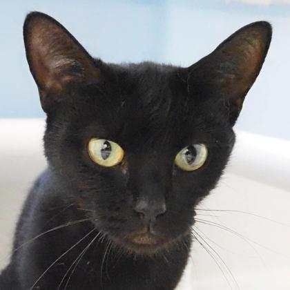 Baby Bear, Adoptable, Adult Female Domestic Short Hair & Domestic Short Hair.