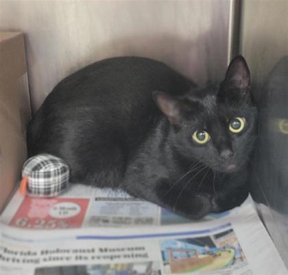 Baby Bear, a Adoptable mixed breed in Largo, FL image 2/2