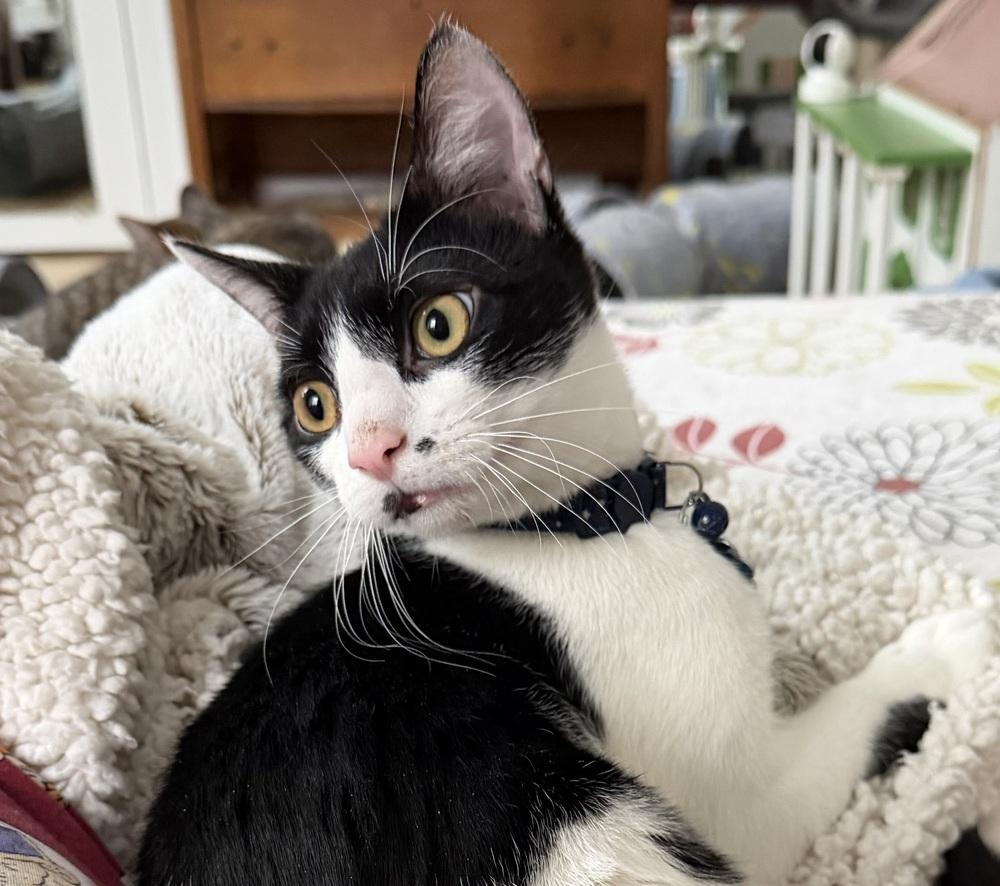 Spot Light, Adoptable, Young Male Domestic Short Hair & Tabby.