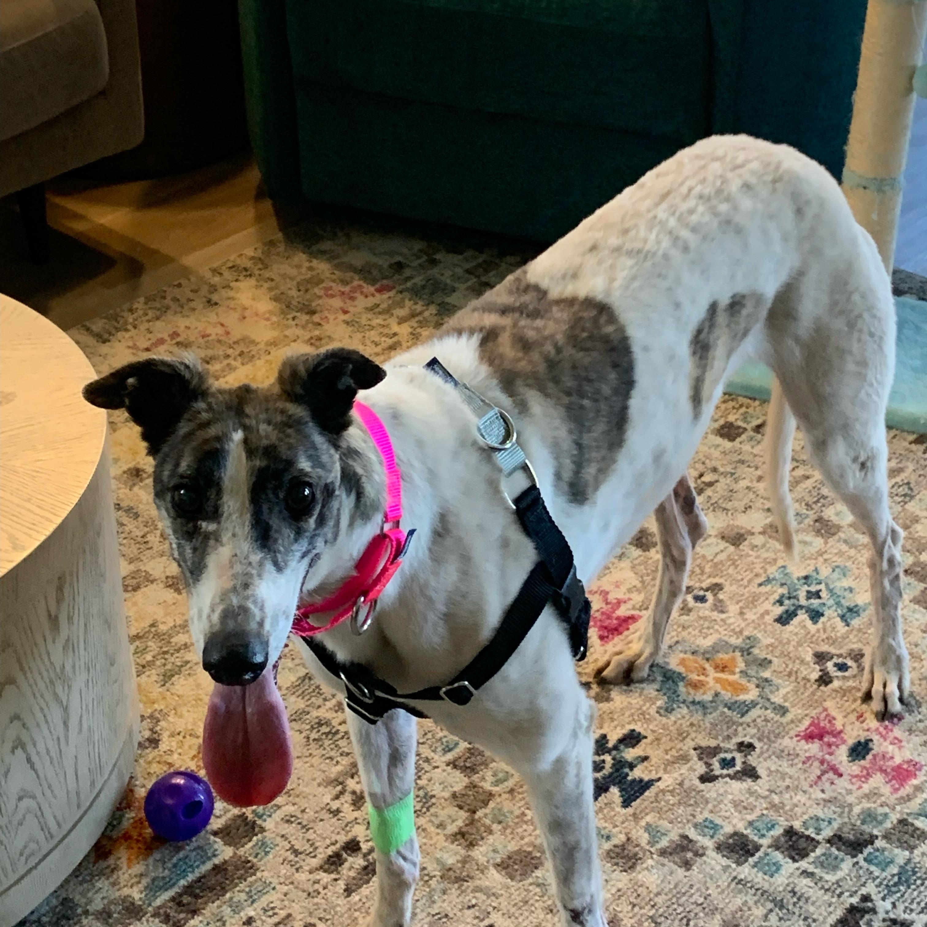 Dusty, ADOPTABLE, Young Female Greyhound.