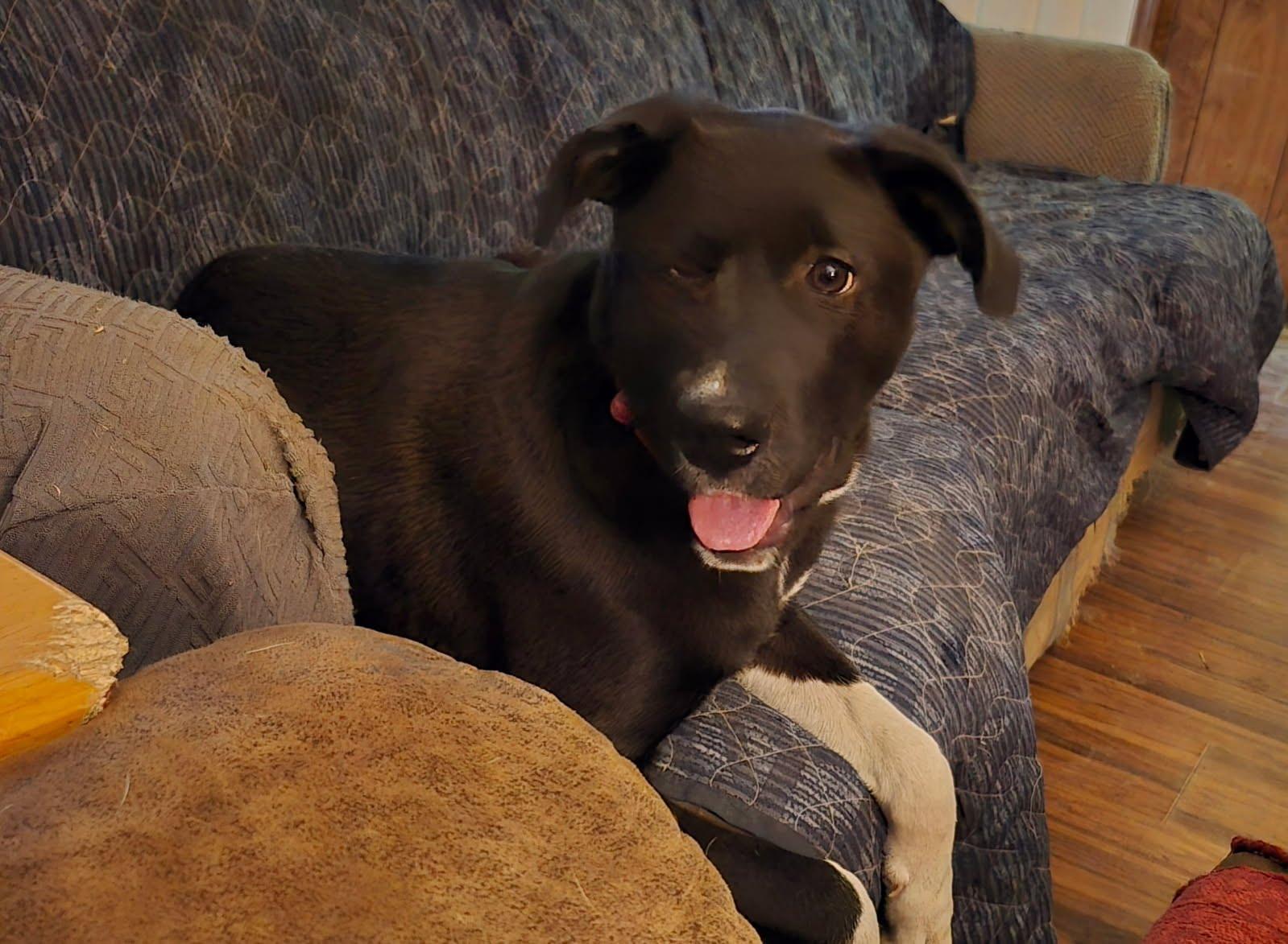 Enlarge Heidi, a Adoptable Labrador Retriever in Ponchatoula, LA image 2/5