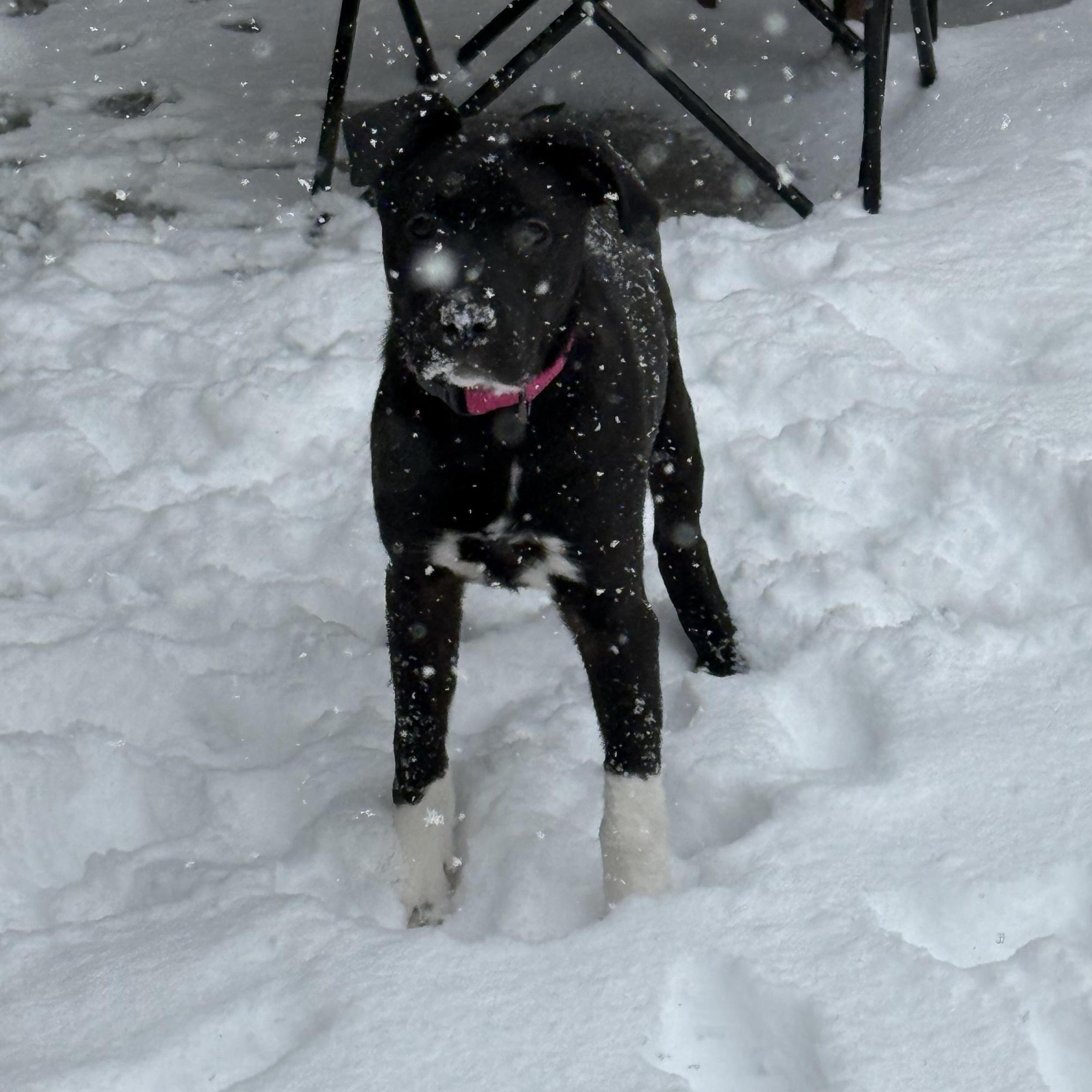 Enlarge Heidi, a Adoptable Labrador Retriever in Ponchatoula, LA image 3/5