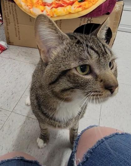 Cadbury, Adoptable, Adult Male Domestic Short Hair & Domestic Short Hair.