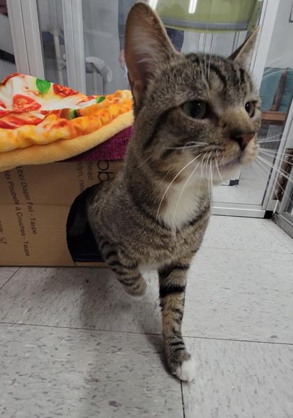 Enlarge Cadbury, a Adoptable mixed breed in Elmira, NY image 2/2