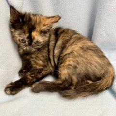 Enlarge Divot, an adopted Tortoiseshell in Green Valley, AZ image 2/4
