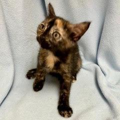 Divot, adopted, Kitten Female Tortoiseshell.