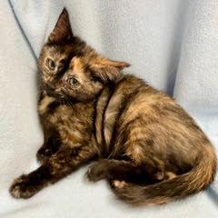 Enlarge Divot, an adopted Tortoiseshell in Green Valley, AZ image 3/4
