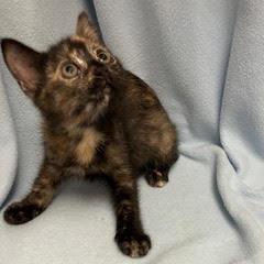 Enlarge Divot, an adopted Tortoiseshell in Green Valley, AZ image 4/4