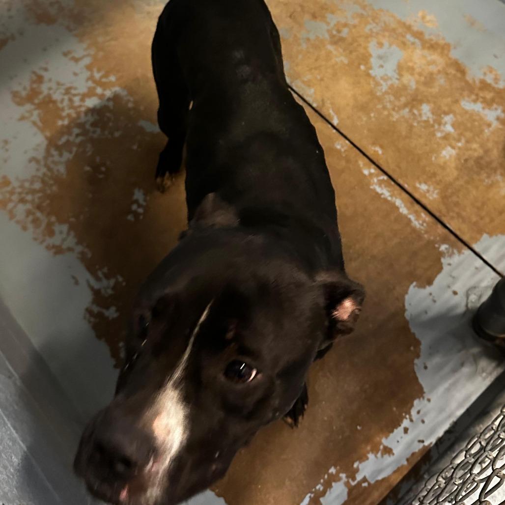 ELM 11 (Jade), Adoptable, Adult Female Mixed Breed.