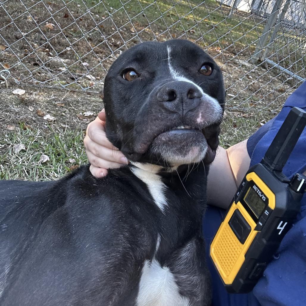 ELM 11 (Jade), a Adoptable Mixed Breed in Gadsden, AL image 2/2