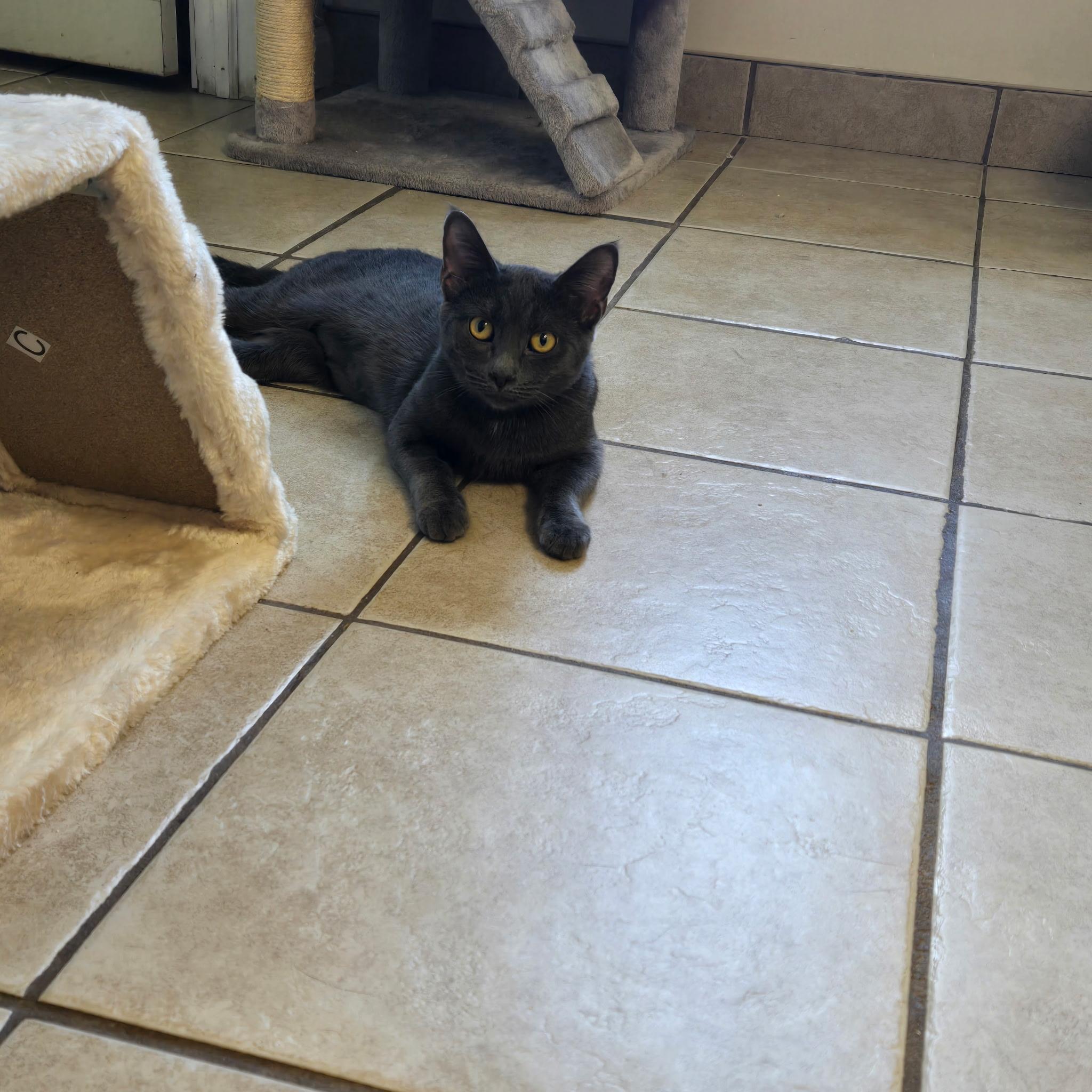 Venus, ADOPTABLE, Young Female Domestic Short Hair.