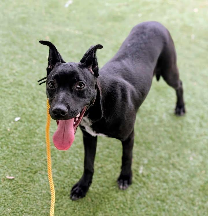 KC26-255, adopted, Young Female Cattle Dog.