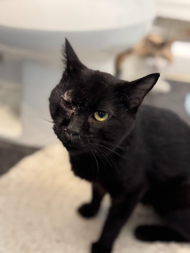 Pepo, Adoptable, Young Male Domestic Short Hair.