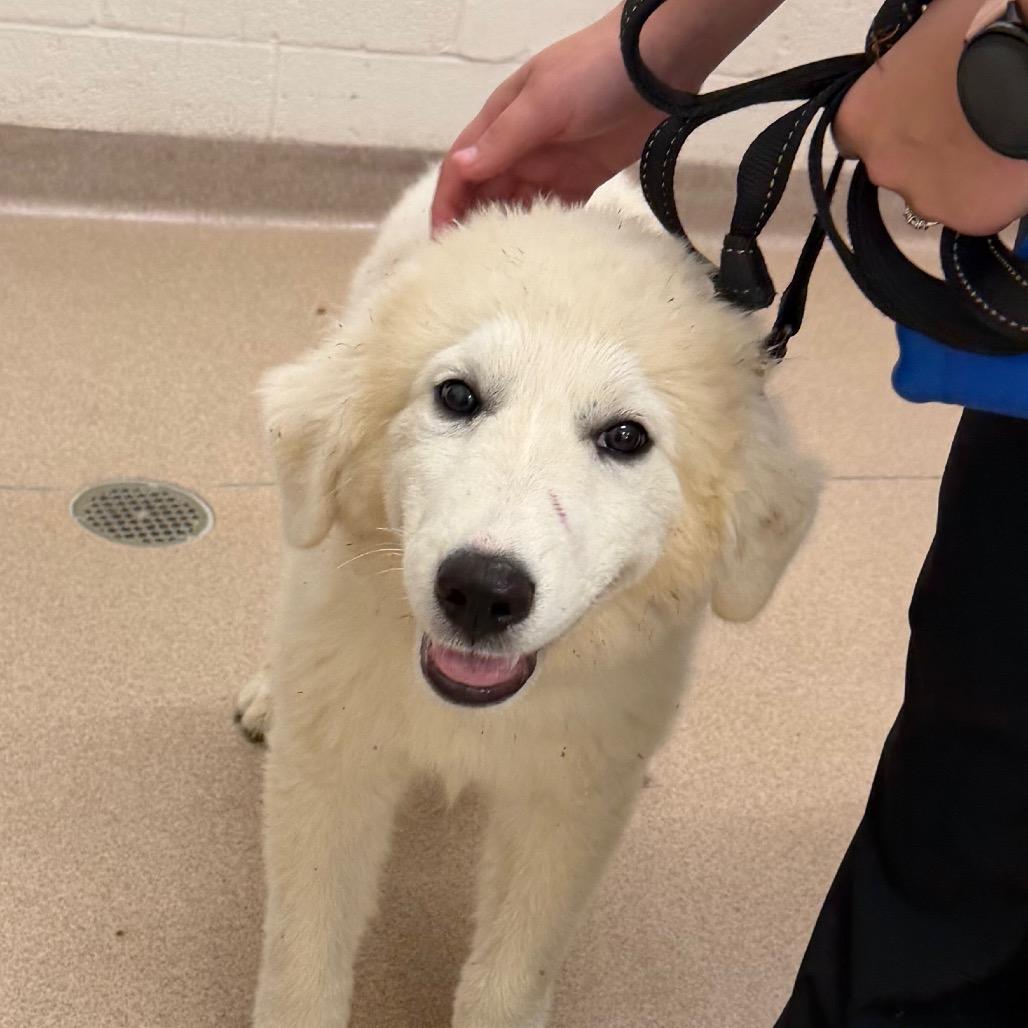 Ajax, Adoptable, Puppy Male Australian Shepherd & Great Pyrenees.