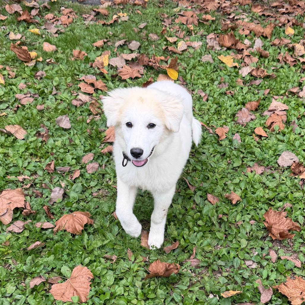 Enlarge Ajax, a Adoptable mixed breed in Zanesville, OH image 2/4